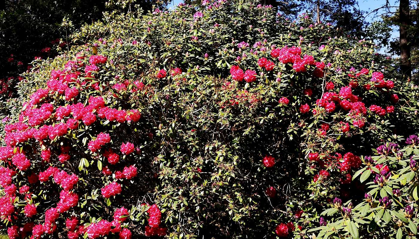 Blomstertur til Risholmen