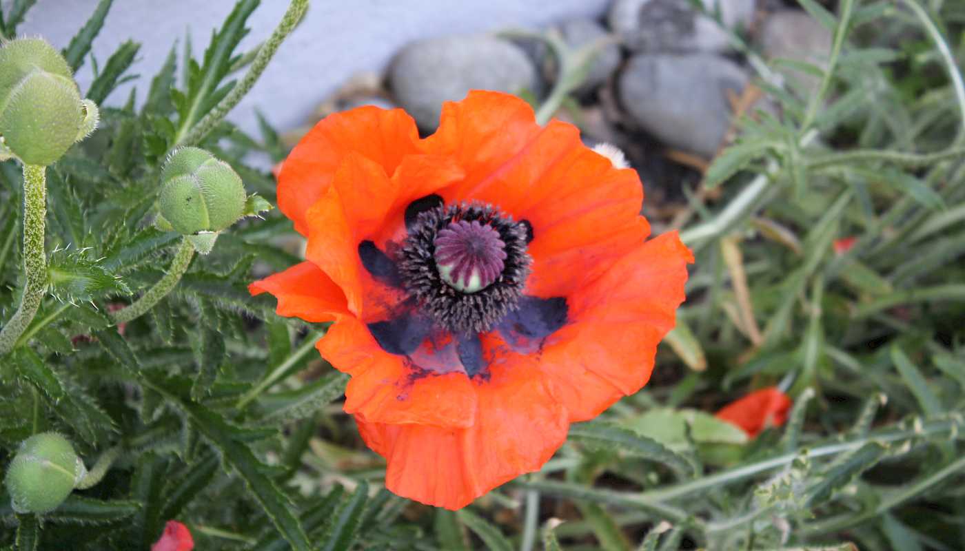 Blomsterprakt og reker ...