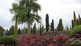 Et bilde som inneholder plante, utendørs, himmel, Botanisk hage
