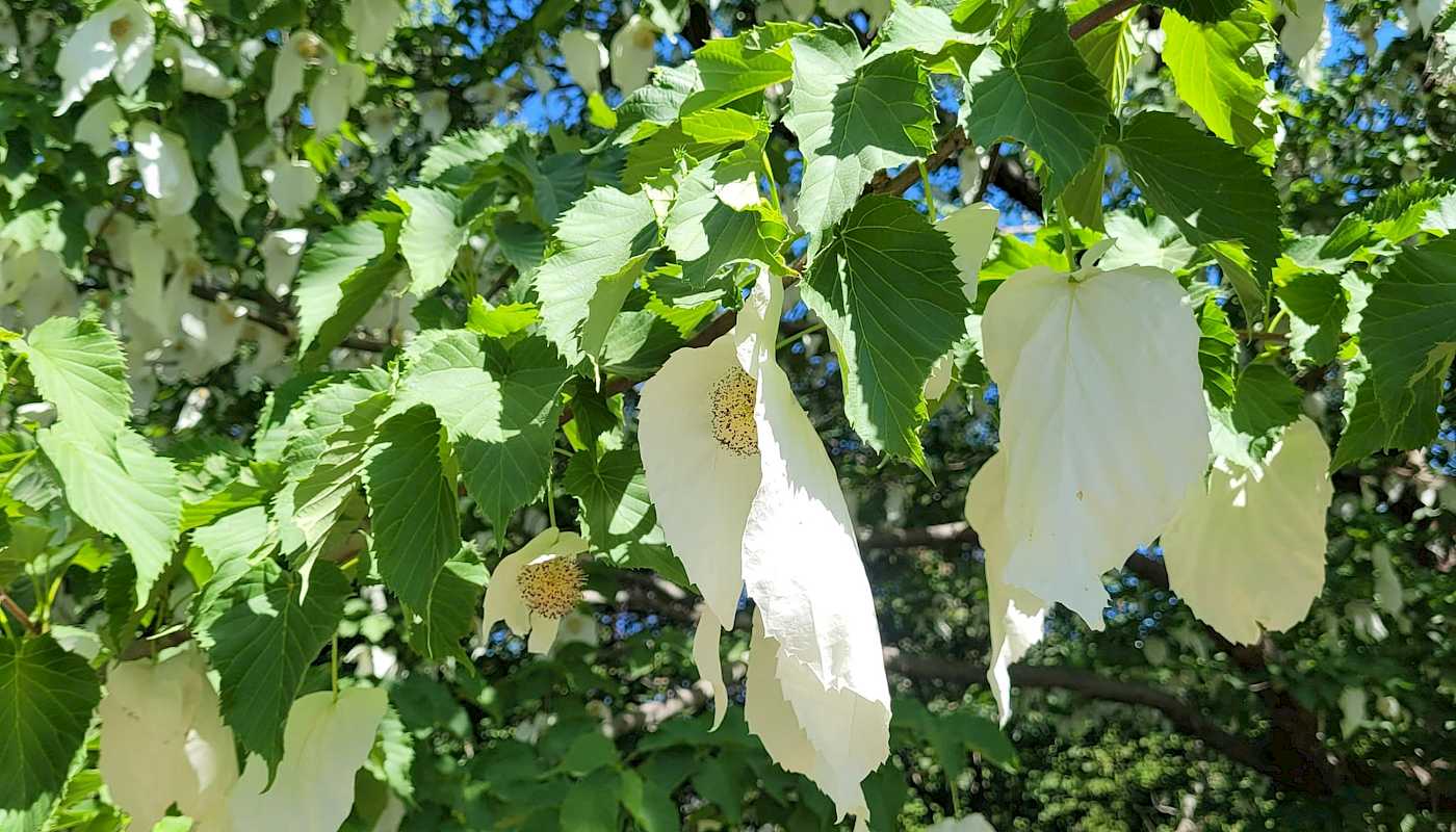 Forsommer - en onsdag i Botanisk hage
