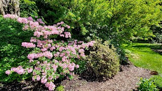Et bilde utendørs med blomster og trær