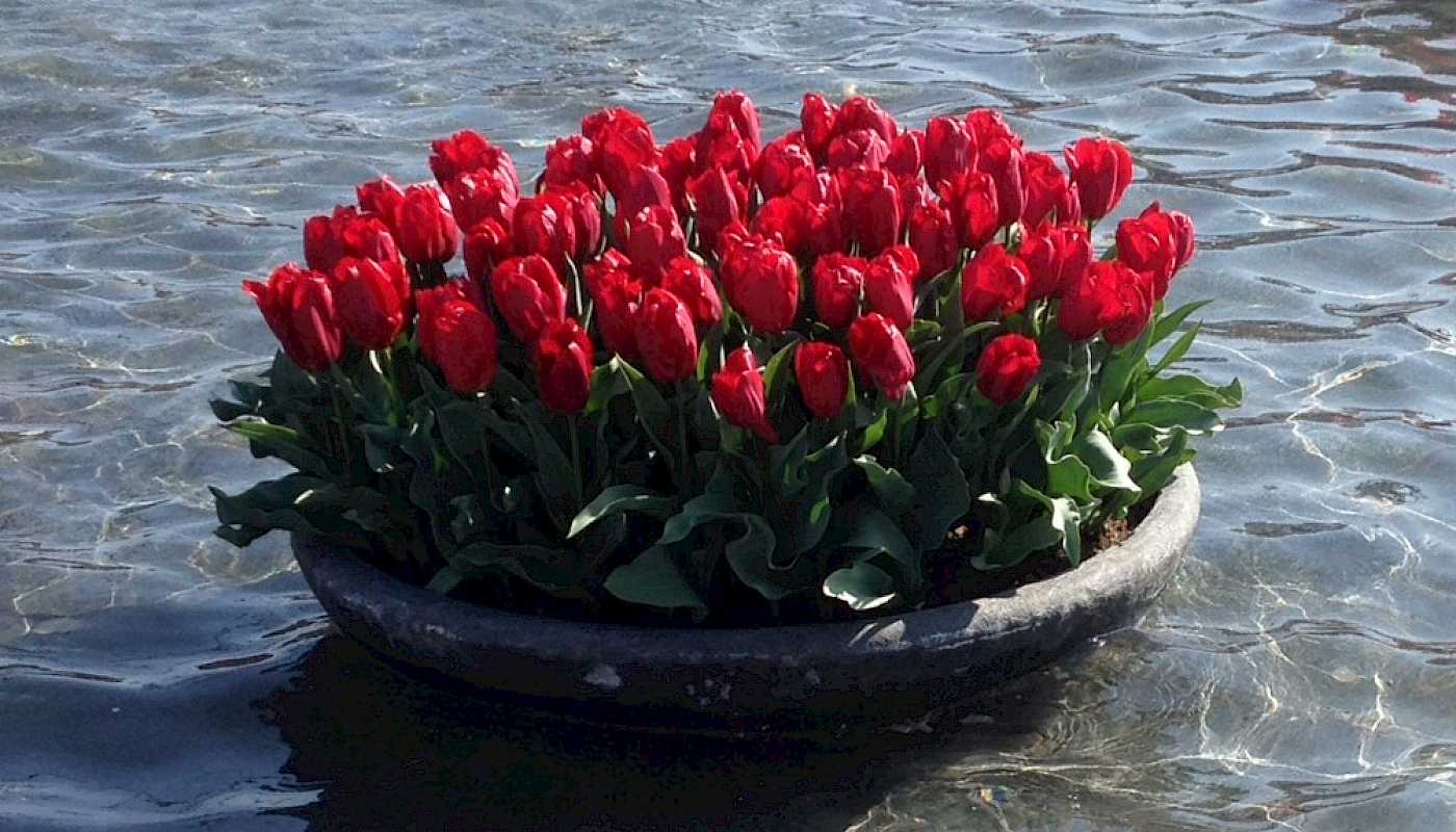 Bildet viser blomster i vase på vann