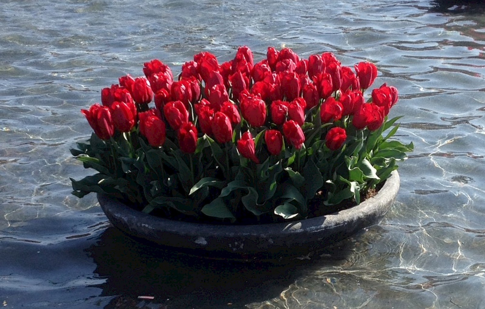 Bildet viser blomster i vase på vann