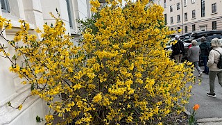 Bildet viser en blomstrende busk
