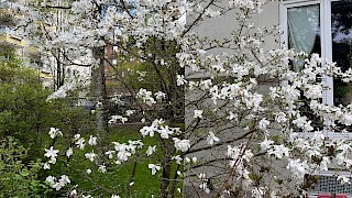 Bildet viser et blomstrende tre